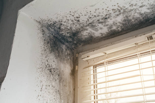 Affordable Mold Inspection And Testing solutions in Youngsville, NC